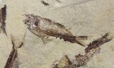 Fossil Fish (Gosiutichthys) Mortality Plate - Lake Gosiute #61566-3